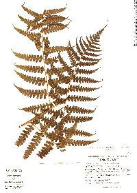 Image of Dennstaedtia auriculata