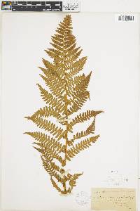 Dryopteris arguta image