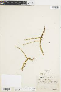 Lycopodiella margueritae image