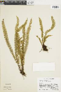 Asplenium monanthes image