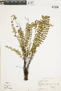 Asplenium monanthes image