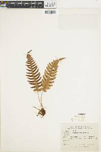 Blechnum occidentale image