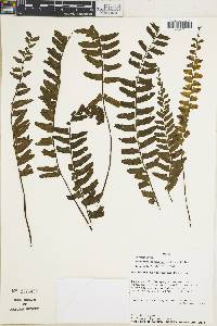 Asplenium cirrhatum image