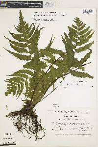 Hymenasplenium purpurascens image