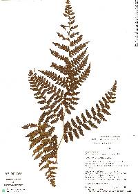 Alsophila batjanensis image
