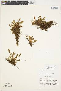 Image of Elaphoglossum andersonii