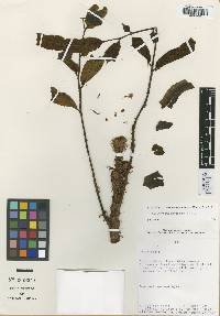 Lomariopsis latipinna image