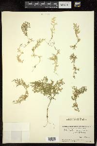 Selaginella chrysocaulos image