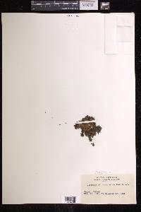 Didymoglossum bimarginatum image