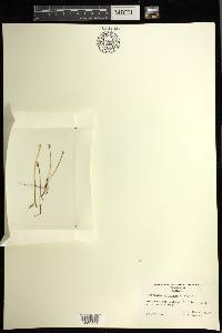 Image of Botrychium paradoxum