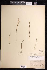 Botrychium simplex image