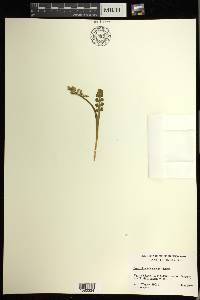 Botrychium minganense image