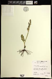 Botrychium minganense image