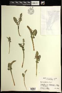 Botrychium minganense image