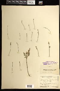 Botrychium matricariifolium image