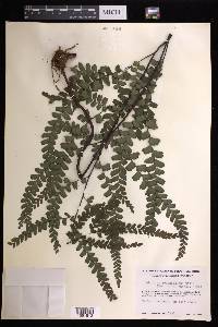 Adiantum melanoleucum image