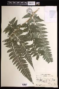 Dennstaedtia bipinnata image