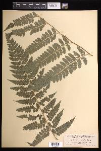 Dennstaedtia bipinnata image