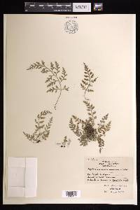 Asplenium montanum image