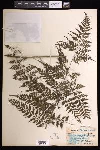 Asplenium affine image