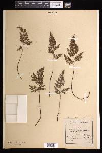 Asplenium cuneifolium subsp. cuneifolium image