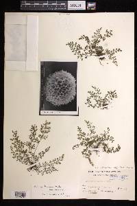 Asplenium laciniatum subsp. tenuicaule image