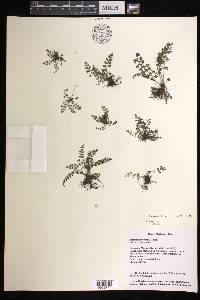 Asplenium laciniatum subsp. tenuicaule image