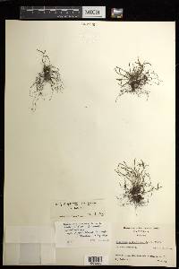 Asplenium septentrionale subsp. caucasicum image