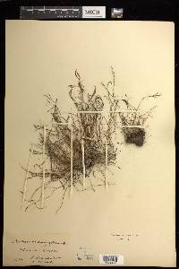Asplenium septentrionale subsp. caucasicum image