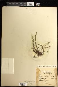 Asplenium trichomanes subsp. quadrivalens image