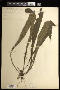 Asplenium scolopendrioides image