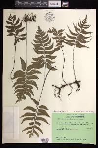 Hymenasplenium subnormale image