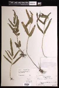 Lindsaea ensifolia var. ensifolia image