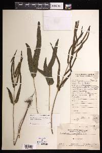 Lindsaea ensifolia var. ensifolia image