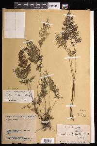 Lindsaea eberhardtii image