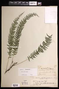 Lindsaea apoensis image
