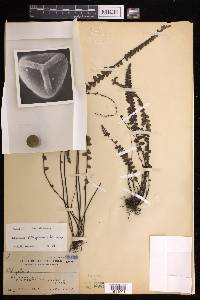 Lindsaea philippinensis image