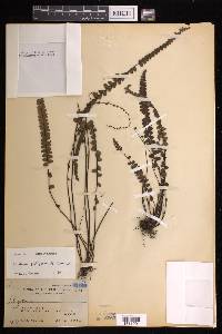 Lindsaea philippinensis image