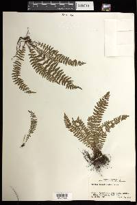 Woodsia polystichoides image