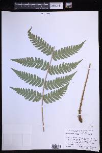 Dryopteris celsa image