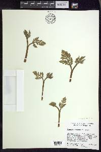 Botrychium matricariifolium image
