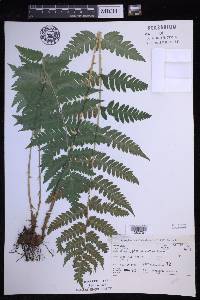 Dryopteris clintoniana image