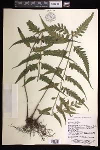 Asplenium wrightii image