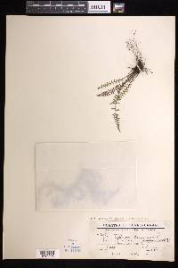 Asplenium exiguum subsp. yunnanense image