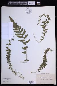 Goniopteris radicans image