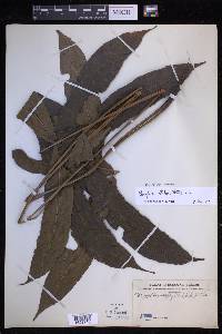 Abacopteris nitida image