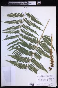 Dryopteris celsa image