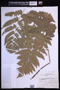 Dryopteris clintoniana image