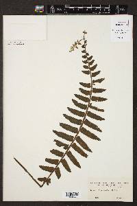 Asplenium alatum image