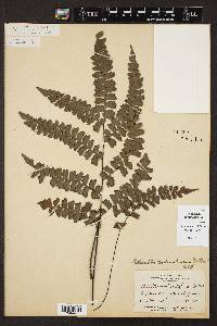 Adiantum melanoleucum image